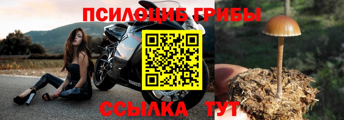 Псилоцибиновые грибы Cubensis Красноармейск